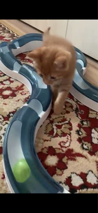 Котята рыжие