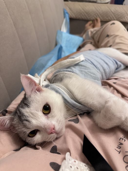 Пристрою кошечку
