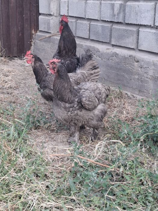 Куры Джерсийский гигант голубой