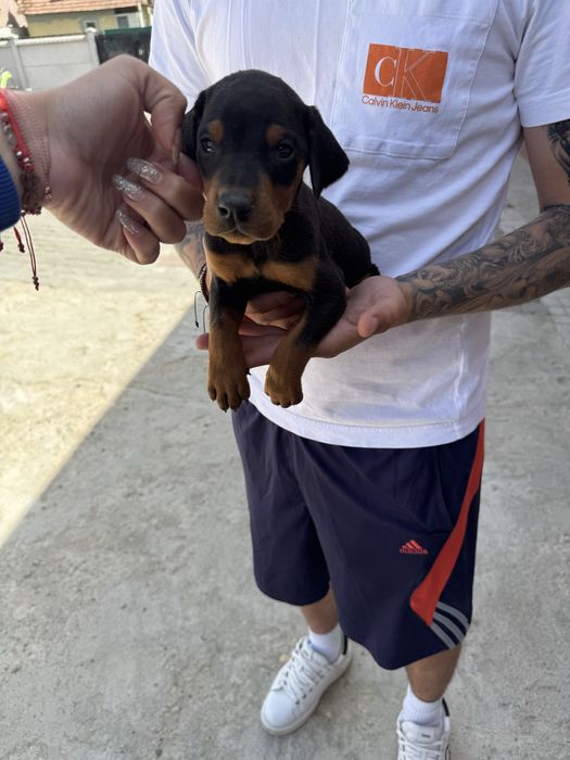 Catel Doberman , 8 saptamani vaccinat