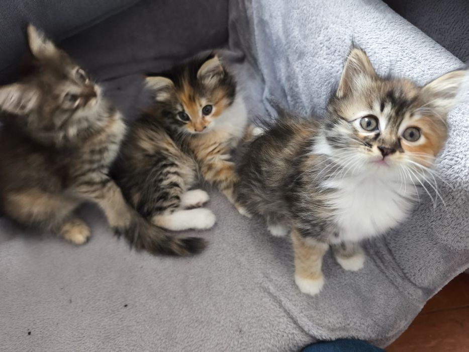 Продам двух месячных  котят