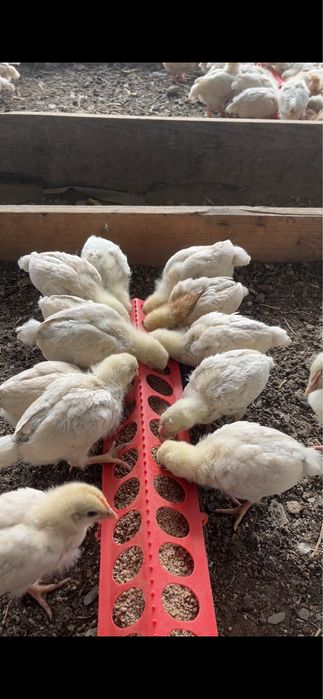 Продам цыплят несушки