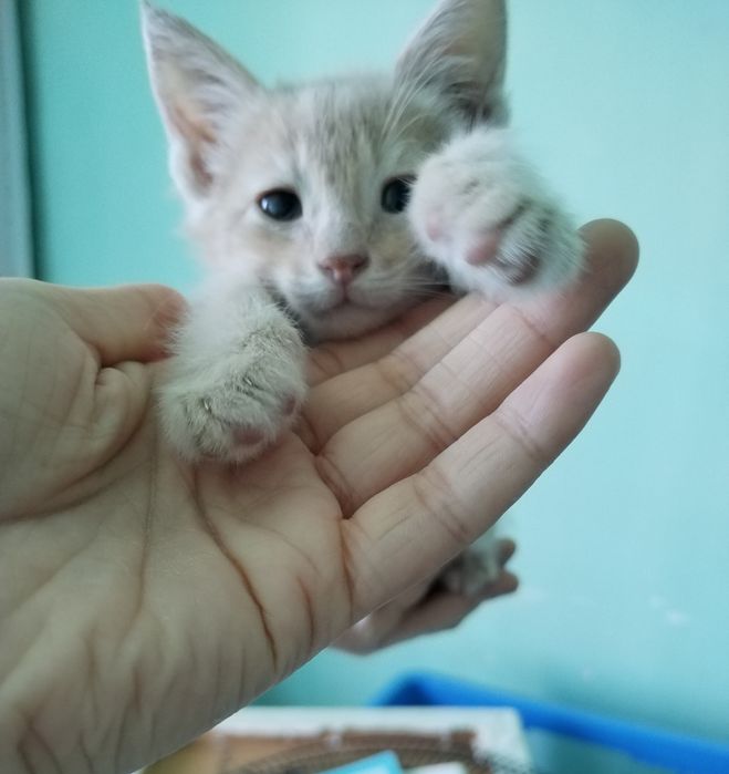 Пристраиваются котята в добрые и ответственные руки.