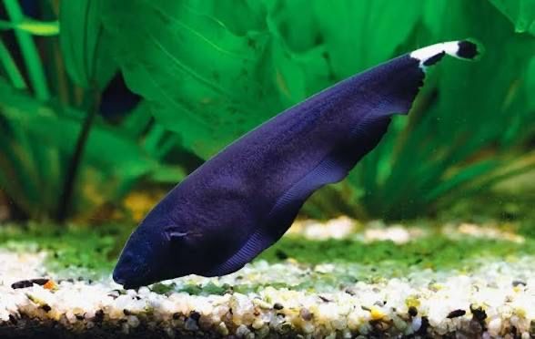 Редкие экзотические рыбы