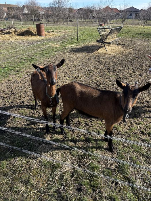 Vand 2 capre si o iada toate 3 gestante