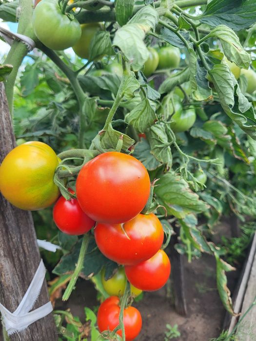 Продам помидоры дачные