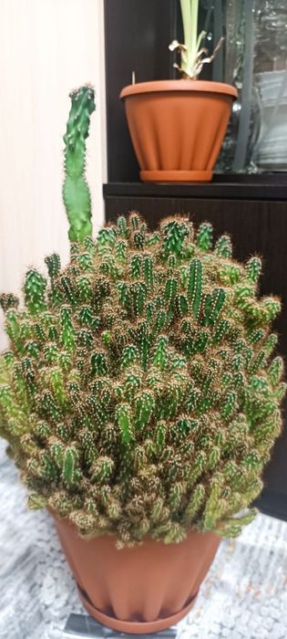 Продам взрослый КАКТУС.  Цена 10000