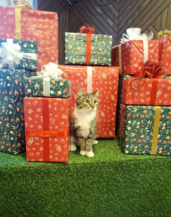 Кошечка ищет дом