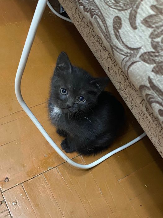 Котенок в добрые руки