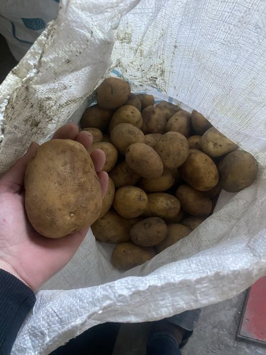 Картофель домашний