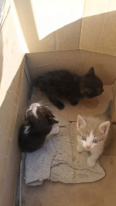 Котята обычные два мальчика и одна девочка