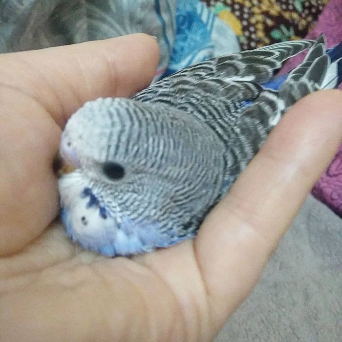 Волнистые попугаи ручные