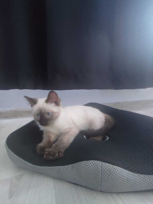 Продам котенка Алматы