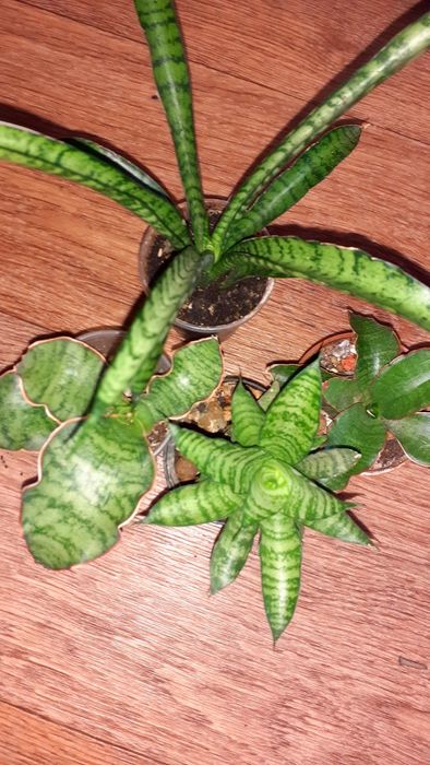 Сансевиерии Сансевьеры Суккуленты Цветы