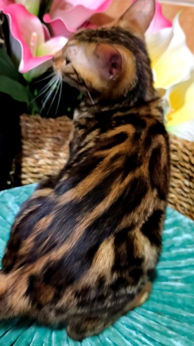 ЗОЛОТОЙ бенгальский Котёнок