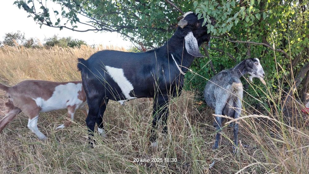 Tap angolo nubian fara pedigree