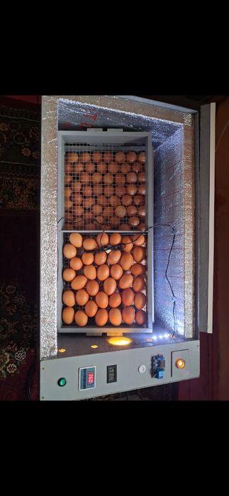 Инкубаторлар құстарға