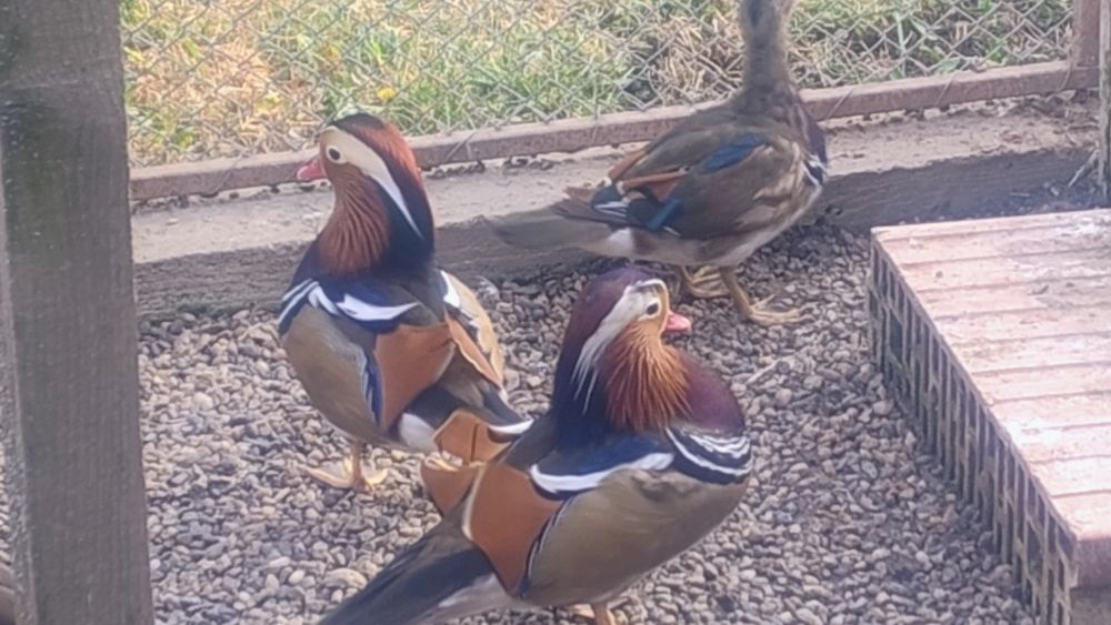 Rate Mandarine mature