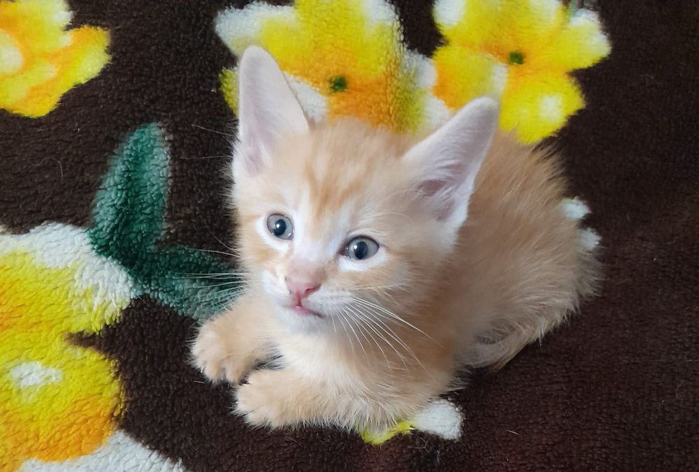 Котёнок рыженький