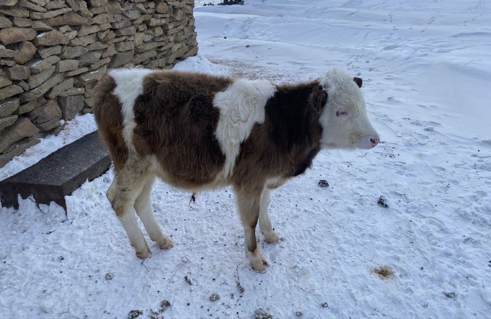 Продаются телята бычки