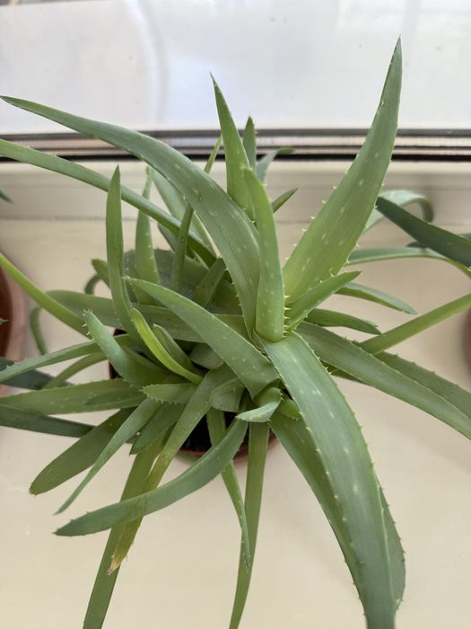 Алое вера лечебное, декабристка