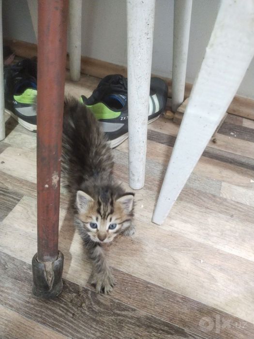 Котята бесплатно