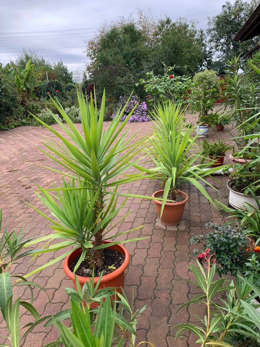 Plante : plante și semințe