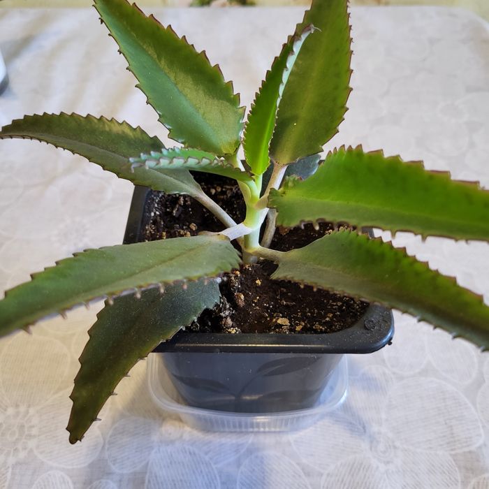 Каланхоэ Дегремона (Каланхоэ лечебный)