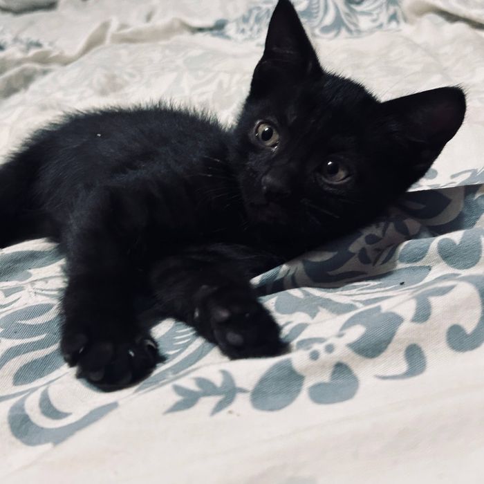 Ищем дом для двух котят.