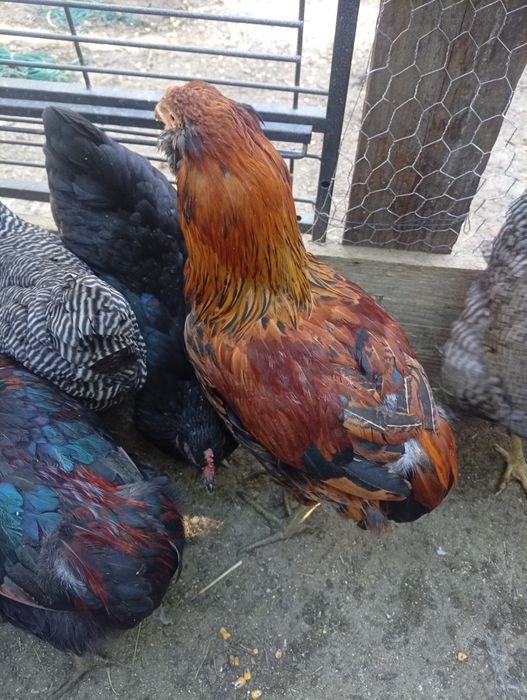 Araucana familii