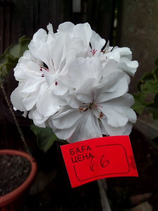 укорененные черенки белой герани