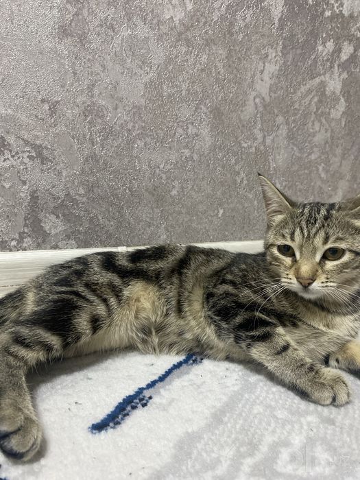 Кошка девочка бенгальская отдадим даром