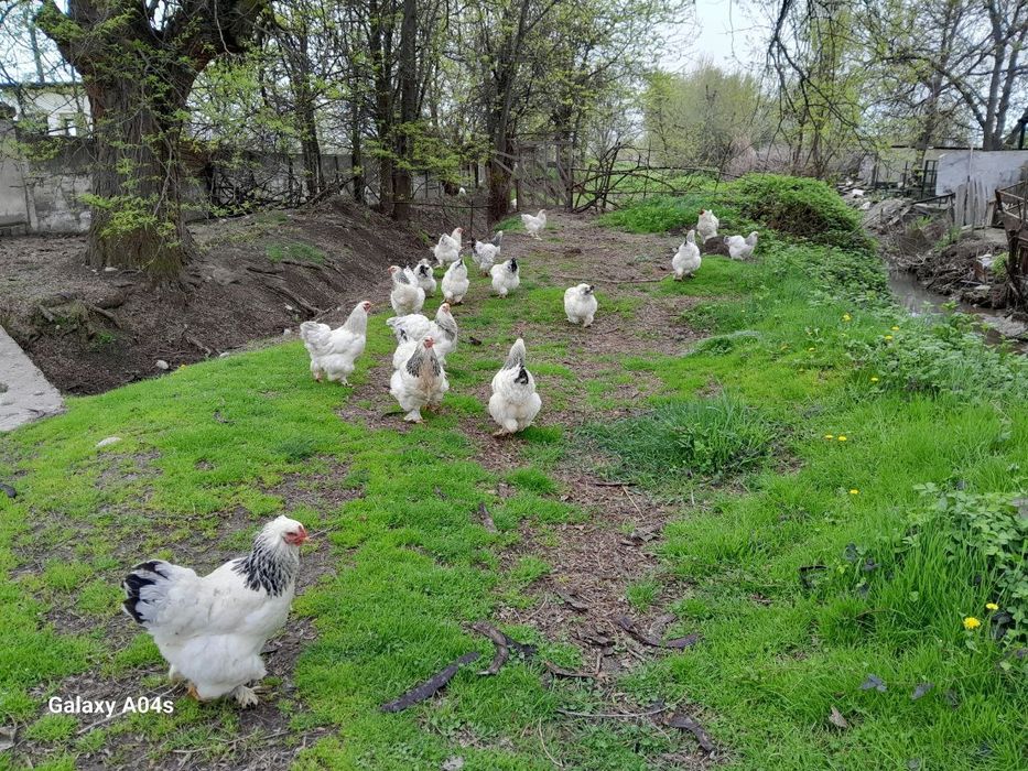 Светлая брама хурозлар сотилади .