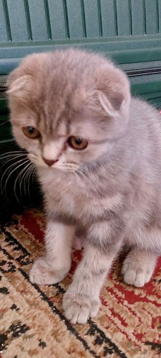 Продаю домашную котёнка