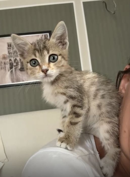 Котята ищут  дом