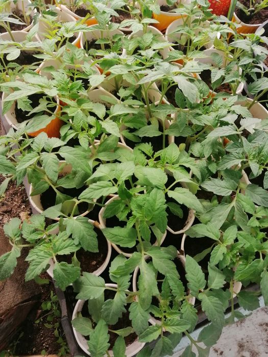 Рассада помидор, сортовые.