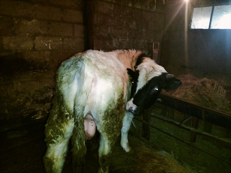 Бука. откром Сатылады.