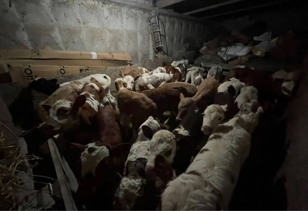 Продам телята абердин ангус молочный