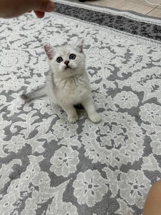 Продается котик Scottish straight