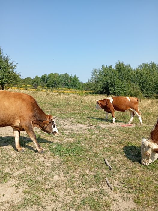 De vânzare juninci