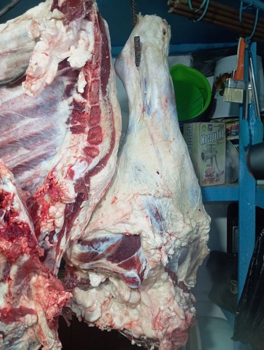 Продам говядина молодняк