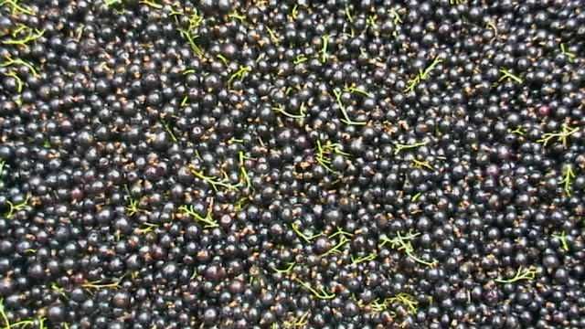 Coacăze negre proaspete