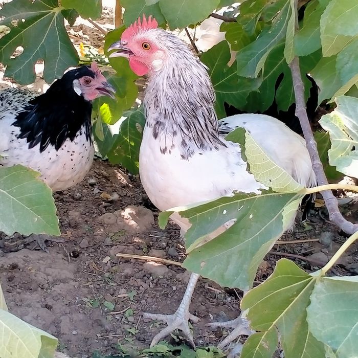 Adler jersi tovuq xoʻrozlar bor