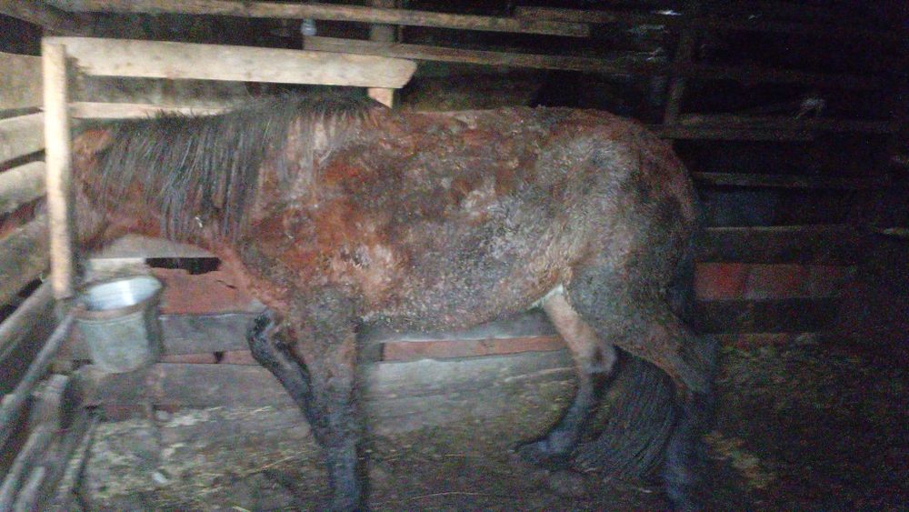 Продаётся кунан 3 года