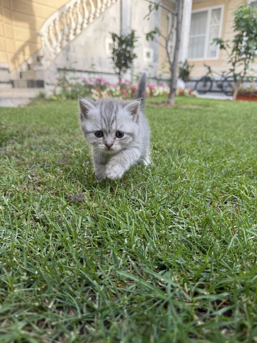 Продаётся котёнок породы страйт