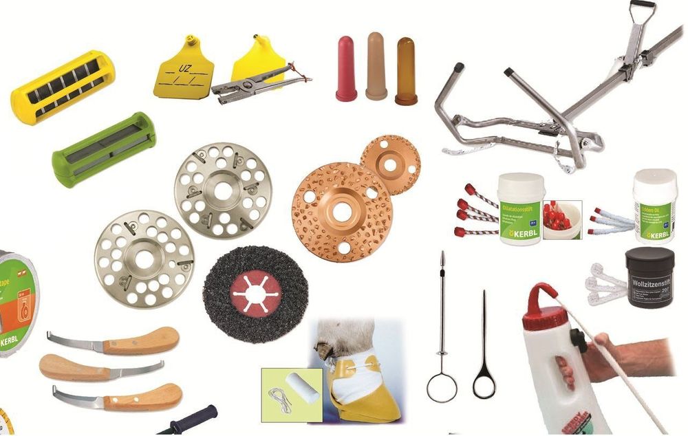 Chorva sigirlarini tuyogini tozalash