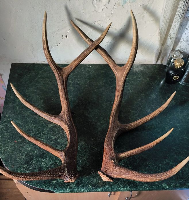 Vând coarne de cerb