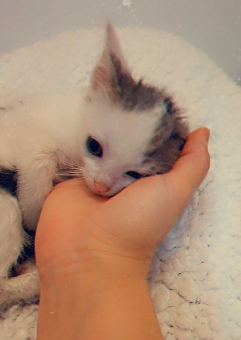 Adoptie pui de pisica Shuri