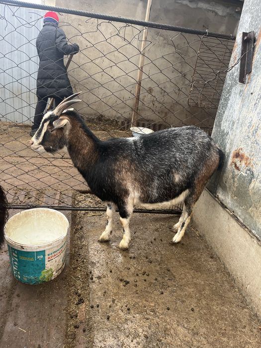 Ешкілер шыбыщ сатылады.