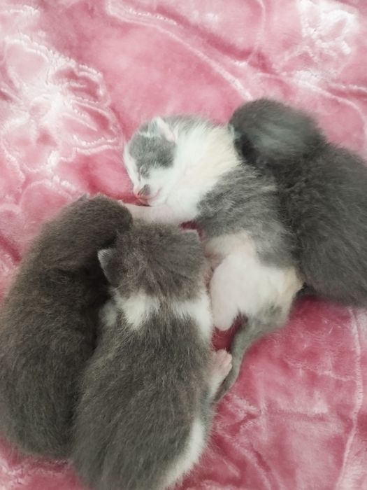 Шотландық мысықтың қыздарын сатамын